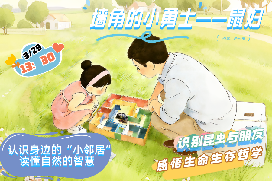 知识岛活动报名 | 墙角小勇士——鼠妇